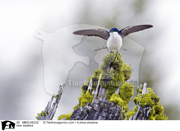 Sumpfschwalbe / tree swallow / MBS-08232