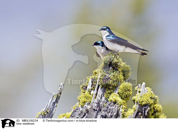 Sumpfschwalben / tree swallows / MBS-08234