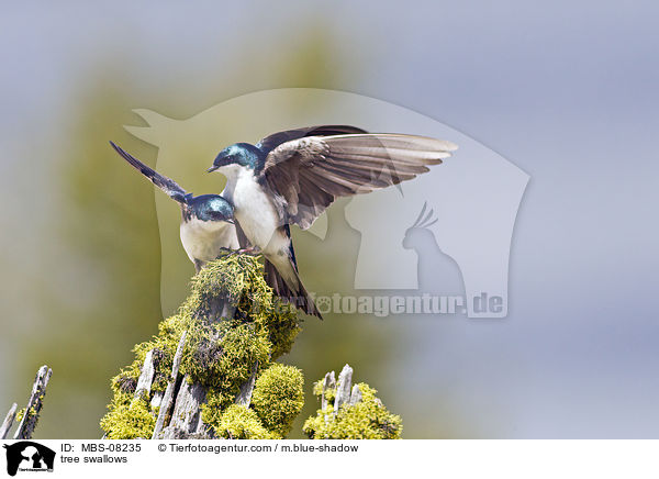 Sumpfschwalben / tree swallows / MBS-08235