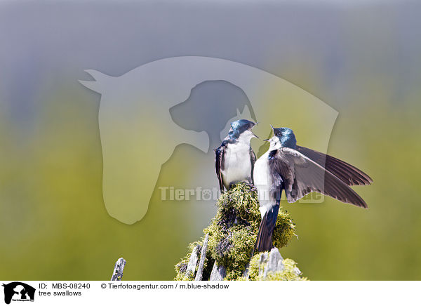 tree swallows / MBS-08240