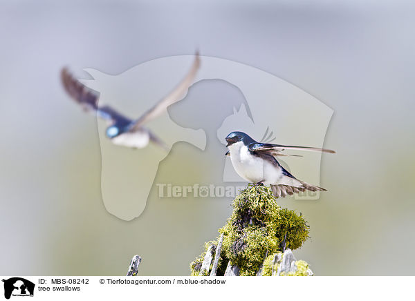 Sumpfschwalben / tree swallows / MBS-08242