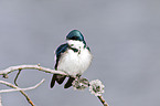 tree swallow