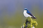 tree swallow