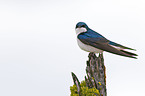 tree swallow