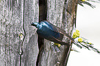 tree swallow