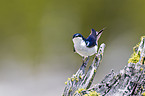 tree swallow