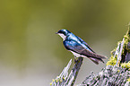 tree swallow