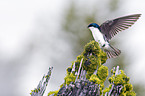 tree swallow