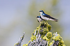 tree swallows