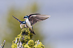 tree swallows