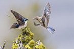 tree swallows