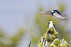 tree swallows