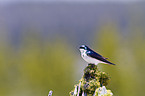 tree swallow