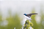 tree swallow