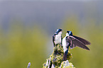 tree swallows