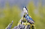 tree swallows