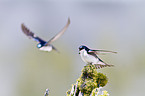 tree swallows