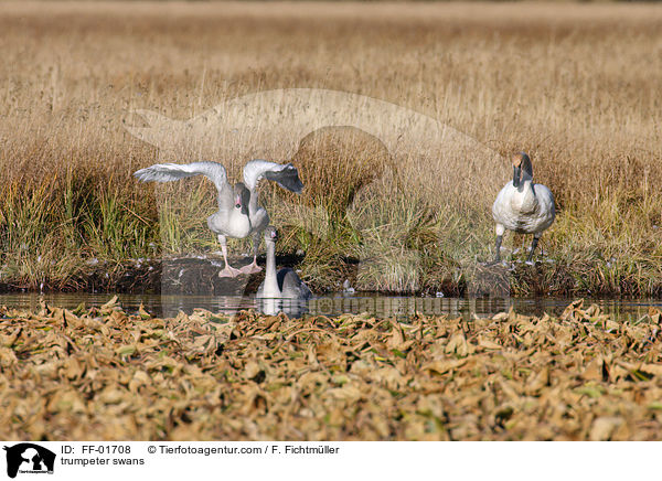 Trompeterschwne / trumpeter swans / FF-01708