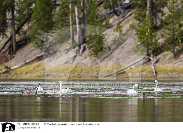 Trompeterschwne / trumpeter swans / MBS-10398