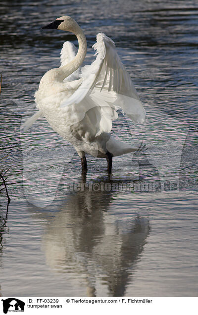 trumpeter swan / FF-03239