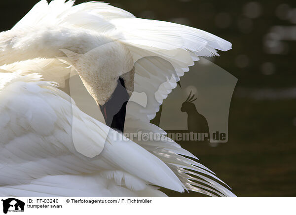 trumpeter swan / FF-03240