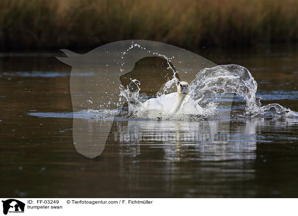 Trompeterschwan / trumpeter swan / FF-03249