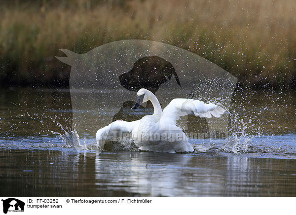 trumpeter swan / FF-03252