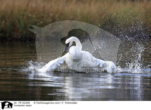 trumpeter swan / FF-03256