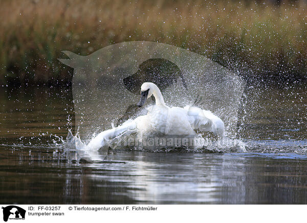 trumpeter swan / FF-03257