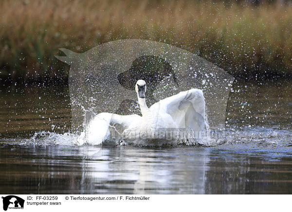 trumpeter swan / FF-03259