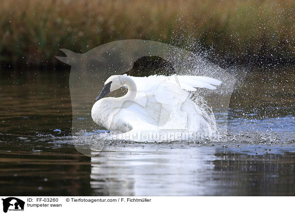 Trompeterschwan / trumpeter swan / FF-03260