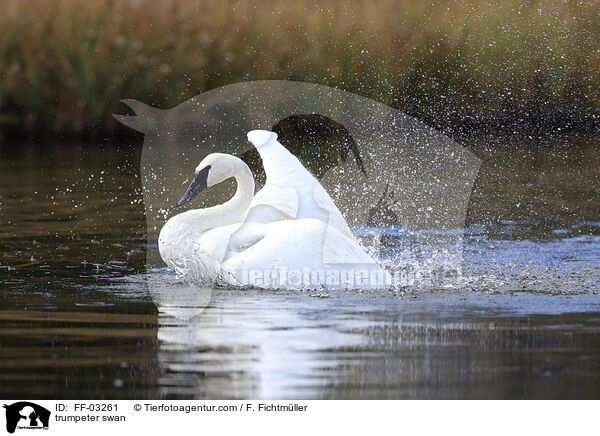 trumpeter swan / FF-03261