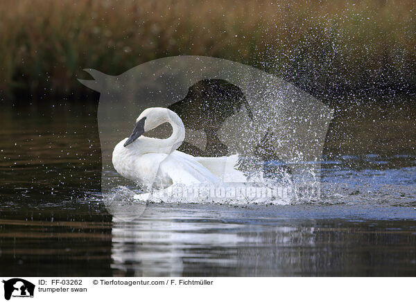 Trompeterschwan / trumpeter swan / FF-03262