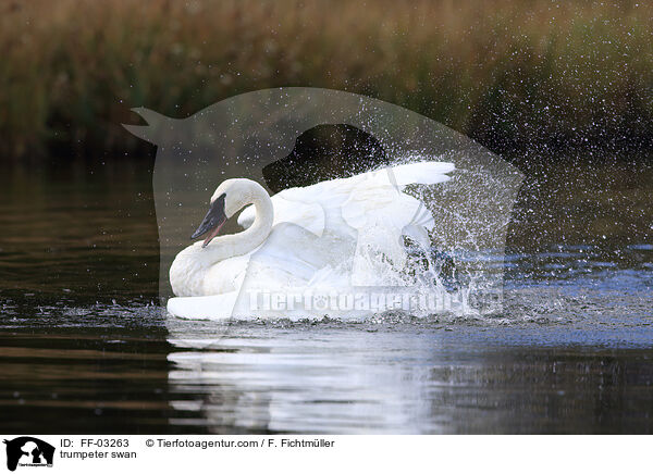 trumpeter swan / FF-03263