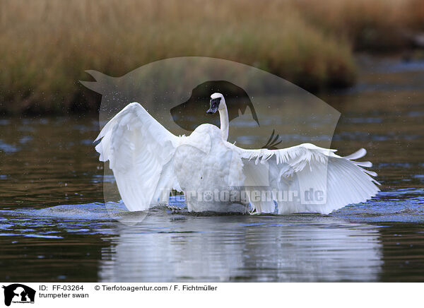 trumpeter swan / FF-03264