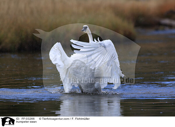 trumpeter swan / FF-03266