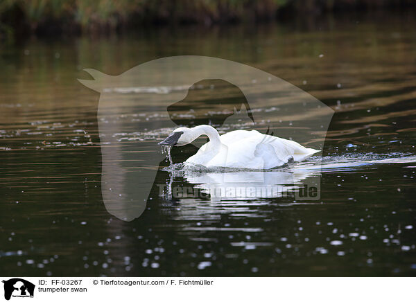 Trompeterschwan / trumpeter swan / FF-03267