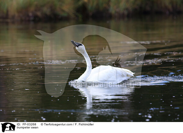 trumpeter swan / FF-03268