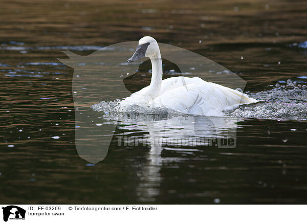 Trompeterschwan / trumpeter swan / FF-03269