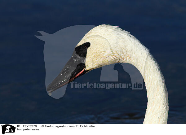 Trompeterschwan / trumpeter swan / FF-03270