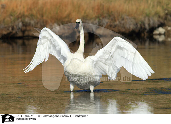 Trompeterschwan / trumpeter swan / FF-03271