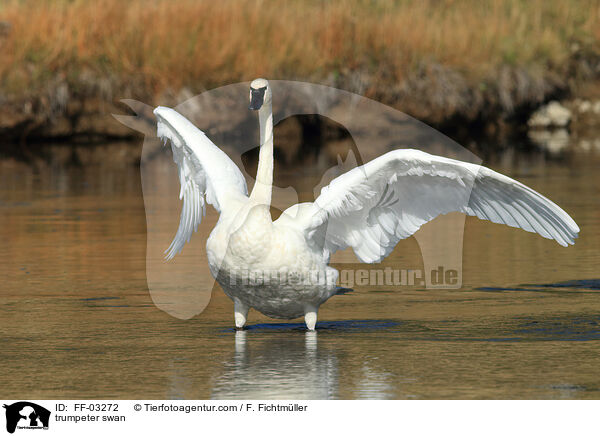 Trompeterschwan / trumpeter swan / FF-03272
