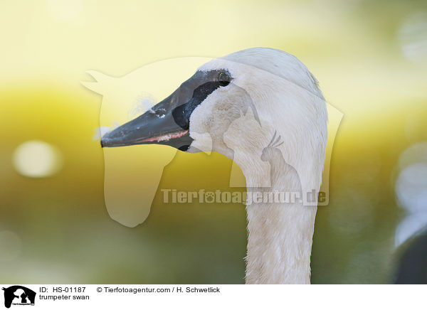trumpeter swan / HS-01187