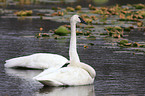 trumpeter swans