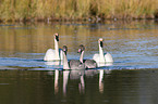 trumpeter swans