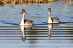 trumpeter swans