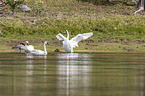 trumpeter swans