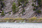 trumpeter swans