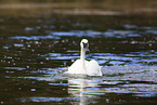 trumpeter swan