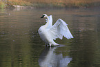 trumpeter swan